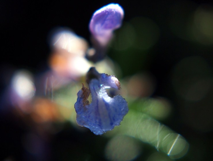 20130603-202316.jpg