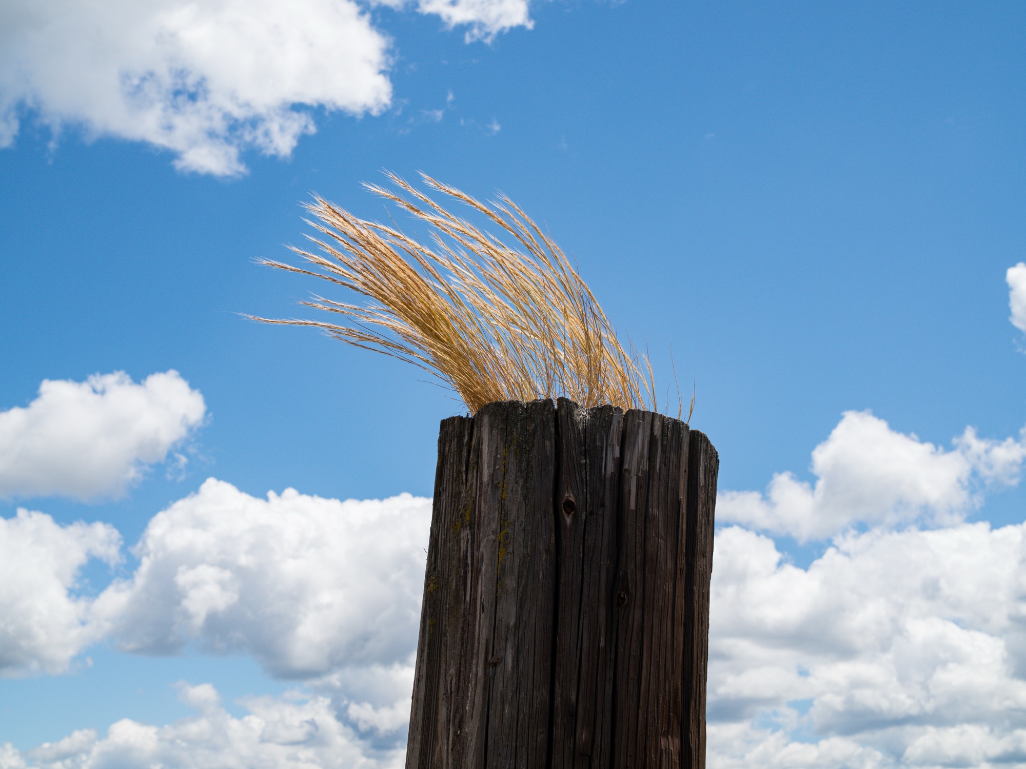 Hair Flowers, and the Moon